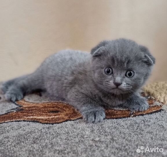 Шотландская вислоухая кошка