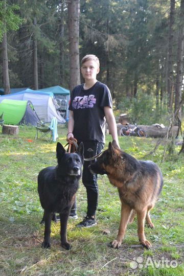 Выгул собак/передержка/дрессировка