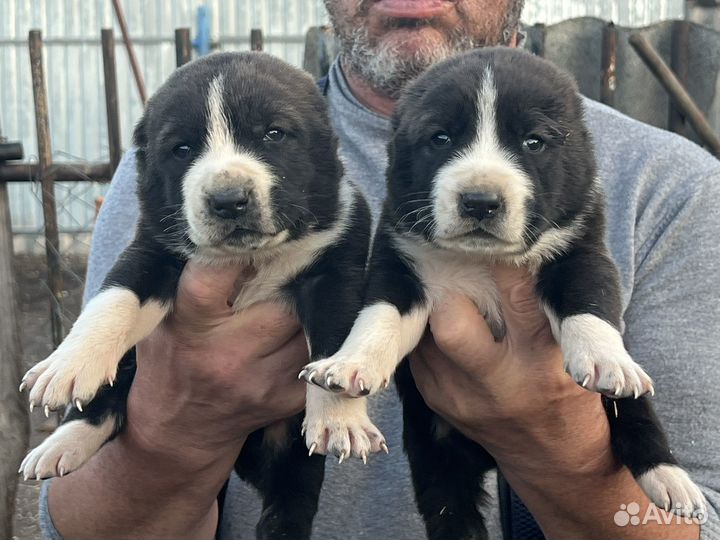 Щенки Алабая