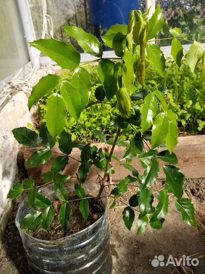 Магония поддуболистная