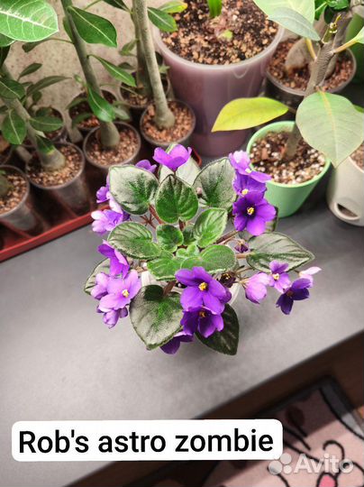 Сортовые фиалки