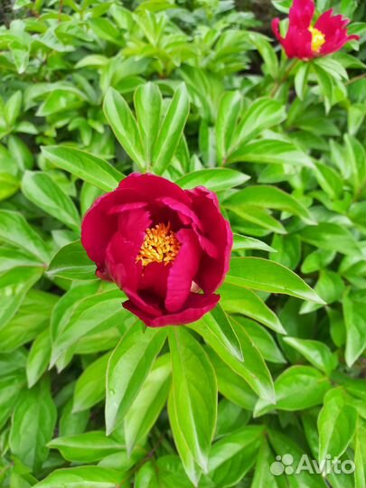 Деленки пиона Марьин корень