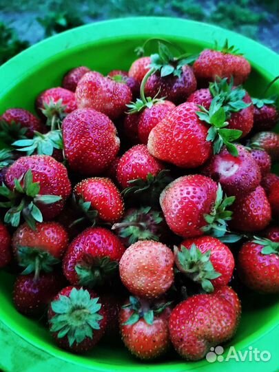 Рассада клубники