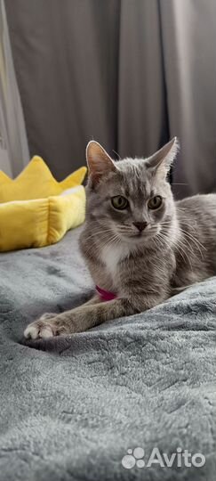 Кошка-царица в добрые руки