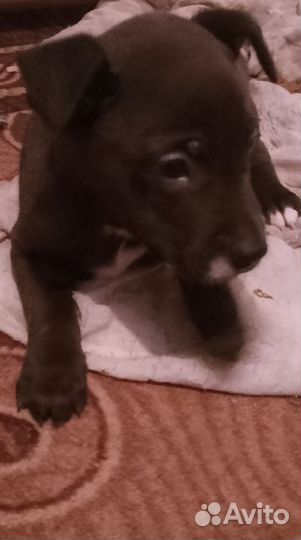 Щенок в добрые руки