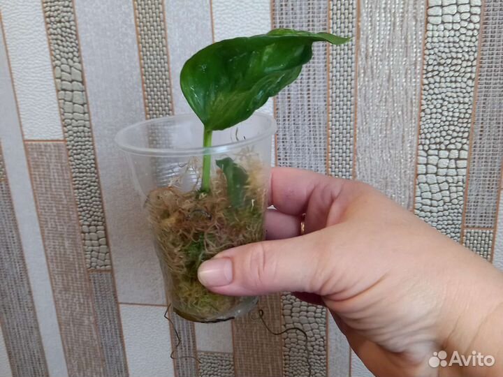 Эпипремнум Годзила