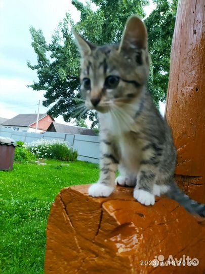 Котëнок (кошка) 3,5 мес