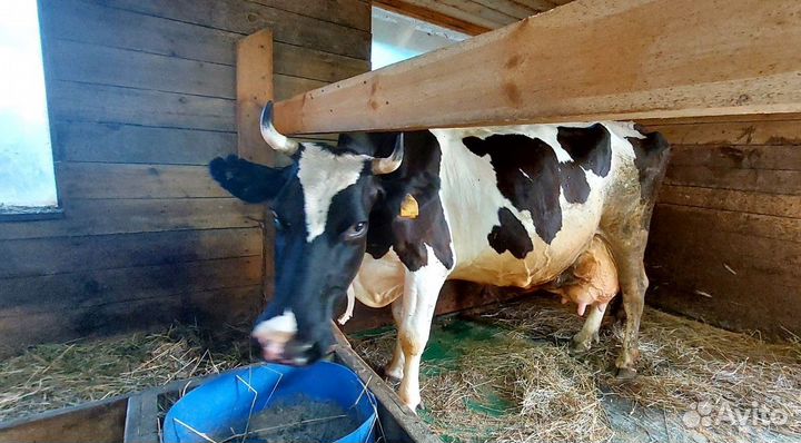 Продам корову дойную