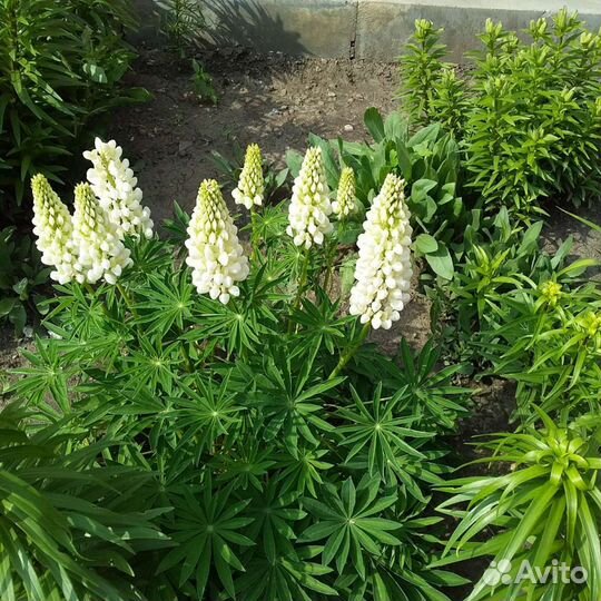 Рассада овощей, многолетних и однолетних цветов