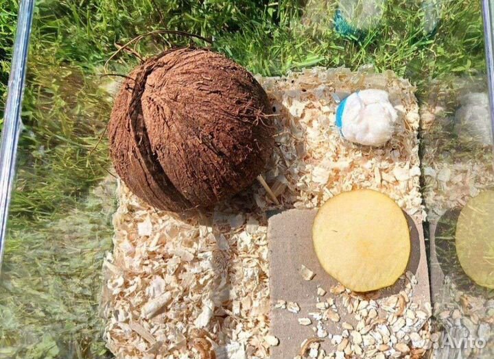 Мадагаскарские тараканы