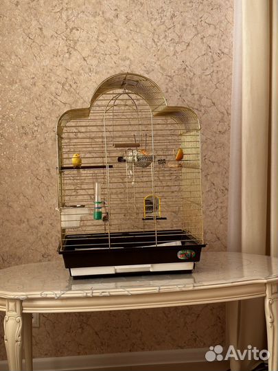 Кенор с клетками