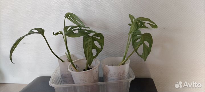 Монстера манки маск