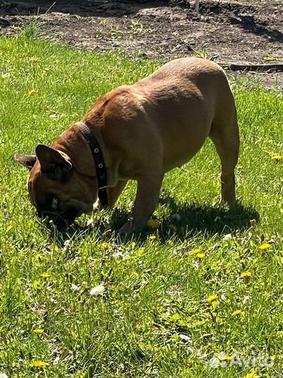 Французский бульдог в добрые руки