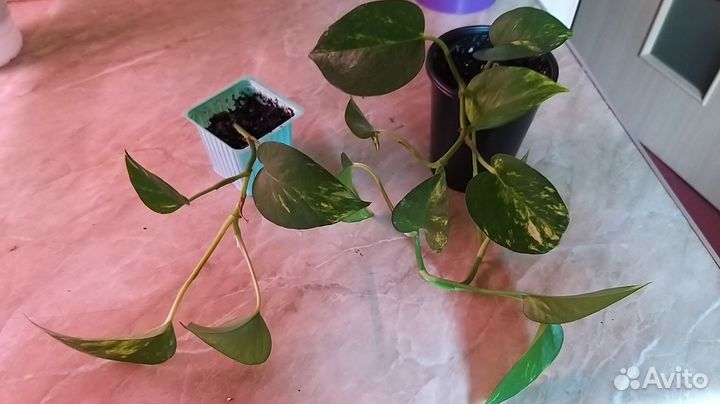 Ароидные (филодендрон,сциндапсус)