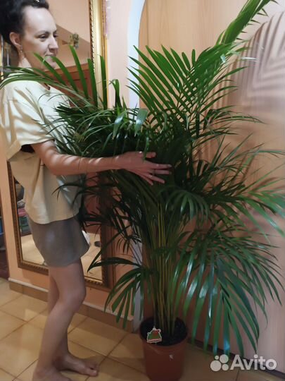 Пальма Арека 160. Супер размер