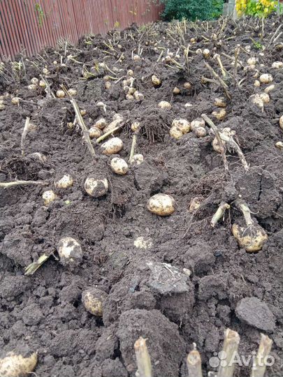 Дендробиум