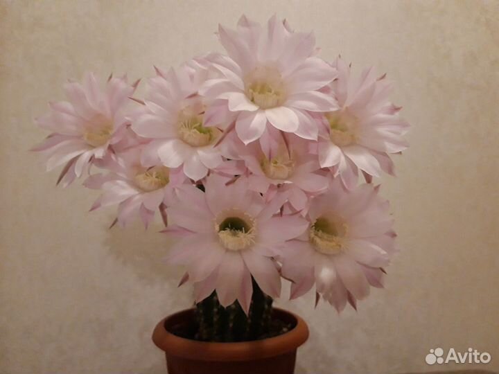 Кактус эхинопсис в керамическом горшке