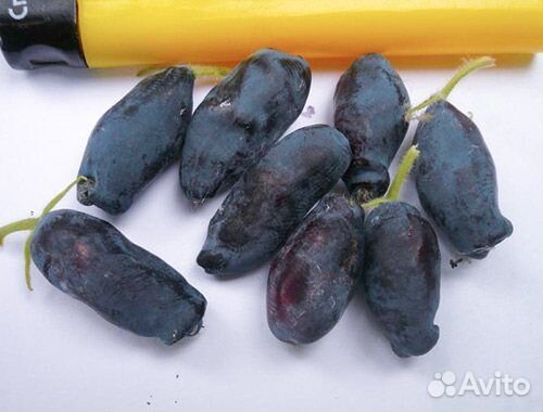 Саженцы жимолости Камчадалка