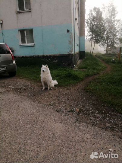 Самоедская лайка щенки