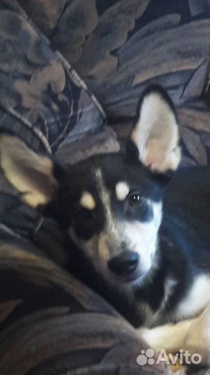 Собаки бесплатно в добрые руки щенки