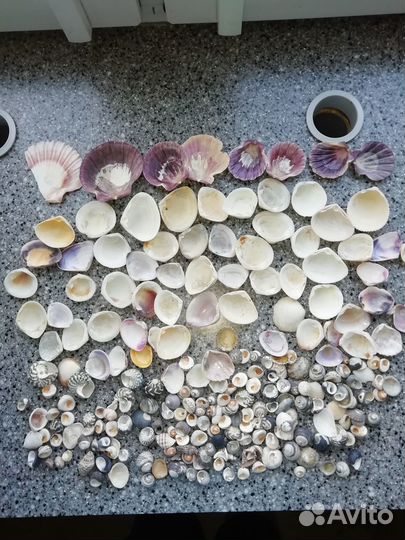 Морские ракушки