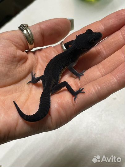 Эублефар Black Night