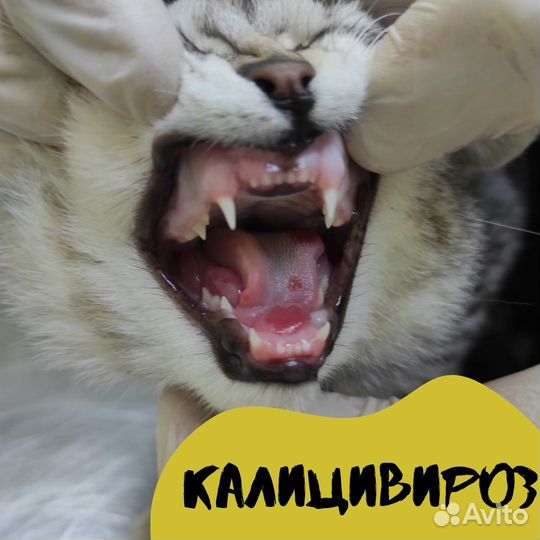 Ветеринарный врач. Круглосуточный выезд на дом