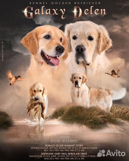 Щенки золотистого (голден) ретривера от Чемпионов