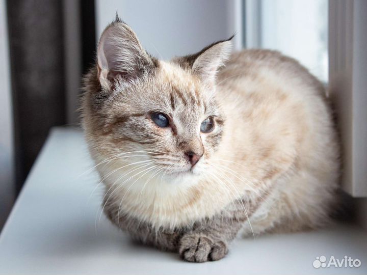 Кошечки сиамские