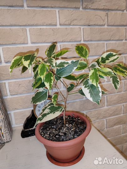 Домашние растения