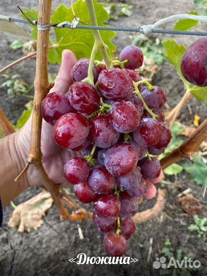 Продажа саженцев винограда