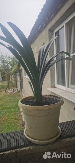 Комнатные растения цветы