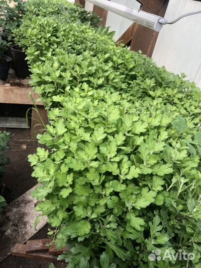 Хризантема мультифлора