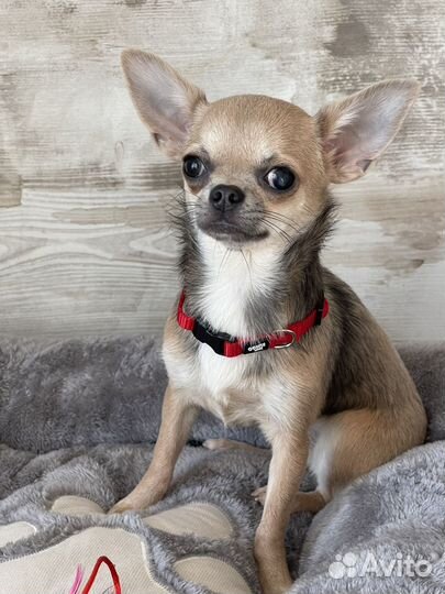 Чихуахуа девочка мини