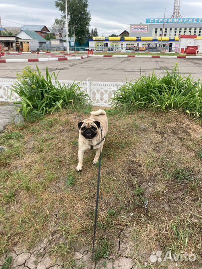 Вязка кобель Мопса