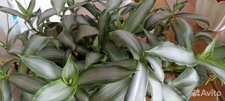 Мурдания Лориформис брайт стар