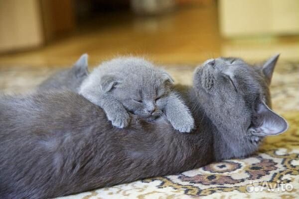 Британские котята