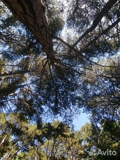 Плоды Ягоды Можжевельника