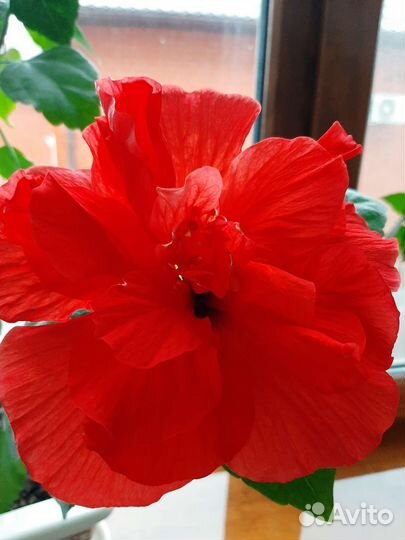 Гибискус китайская роза