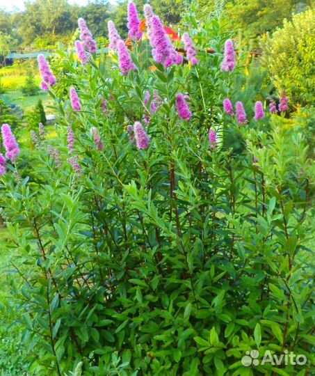 Спирея иволистная