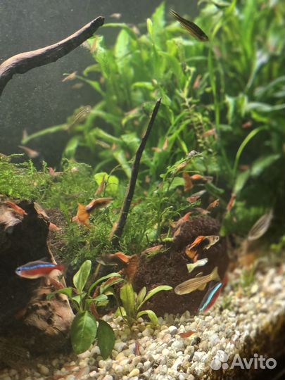 Аквариумные рыбки гуппи