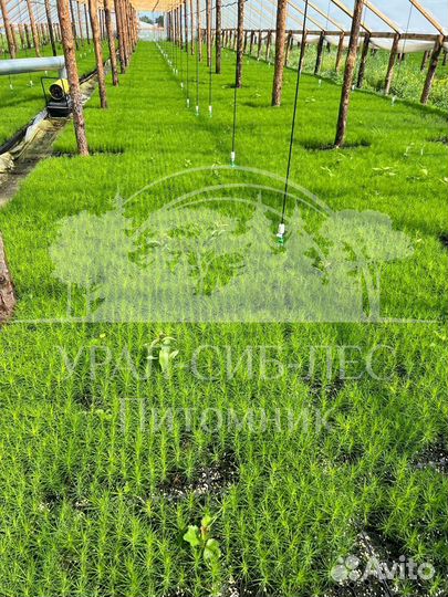 Предзаказ Лиственница Сибирская зкс сеянцы