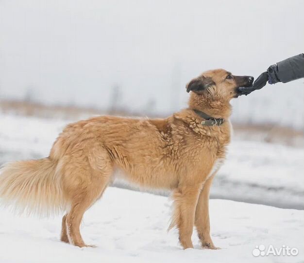 Подарите Куперу дом