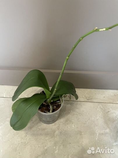 Орхидея фаленопсис белая