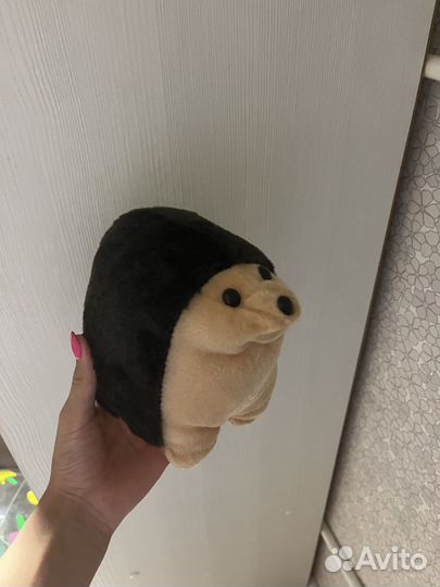 Продаю ежиков-красавчиков