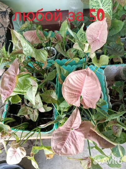 Сингониумы