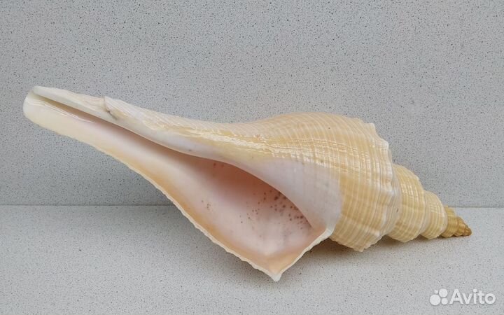 Хемифусус Туба 29,2 морская ракушка раковина