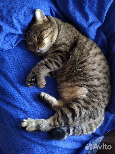 Передержка котиков