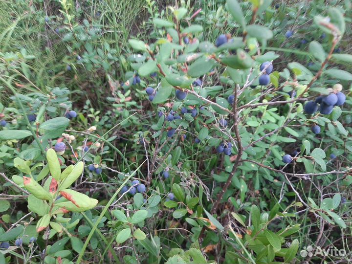 Голубика таежная ароматная