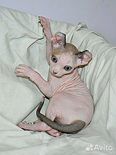 Которебенок девочка эльф